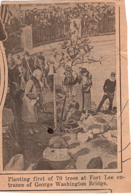 Planting First of 70 Trees at Fort Lee Entrance of George Washington Bridge newspaper clipping undated.jpg