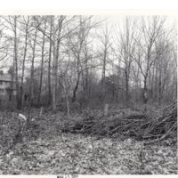 1 black and white photograph 8 x 10 exterior woods and clearing March 15 1964.jpg