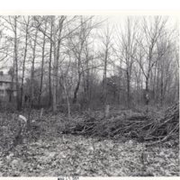 1 black and white photograph 8 x 10 exterior woods and clearing